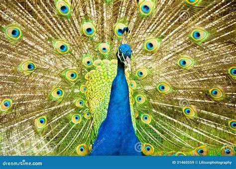  Il pavone reale - Un'Esplosione di Colorazioni Vibranti e Una Rappresentazione Maestosa dell'Avifauna